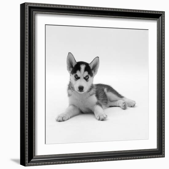 Blue-Eyed Siberian Husky Dog Puppy, 6 Weeks Old, Lying Down-Jane Burton-Framed Photographic Print