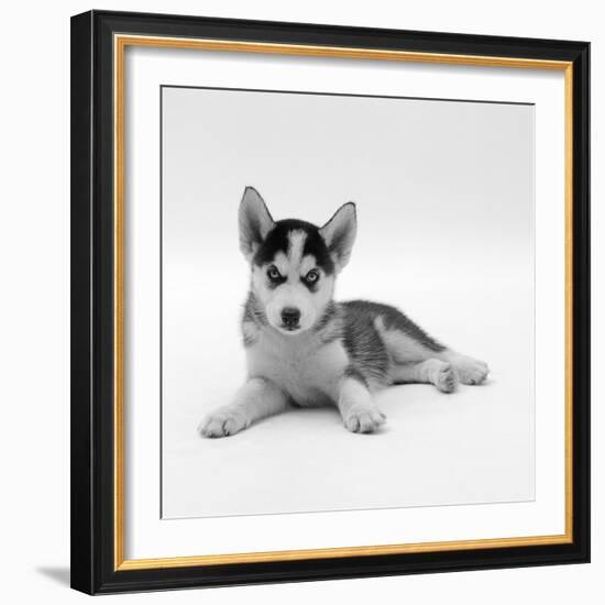 Blue-Eyed Siberian Husky Dog Puppy, 6 Weeks Old, Lying Down-Jane Burton-Framed Photographic Print