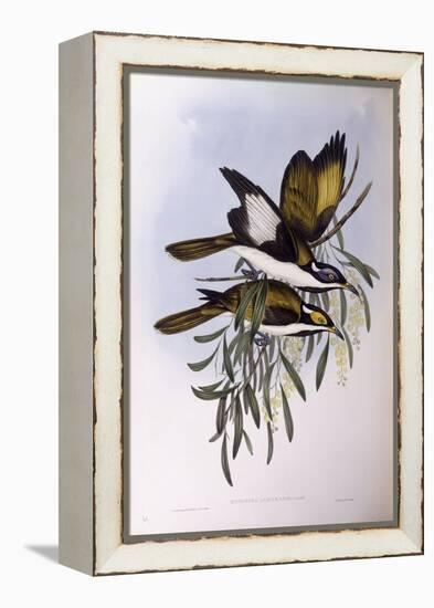 Blue-Faced Honeyeater (Entomyzon Cyanotis)-John Gould-Framed Premier Image Canvas