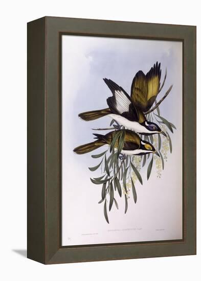 Blue-Faced Honeyeater (Entomyzon Cyanotis)-John Gould-Framed Premier Image Canvas