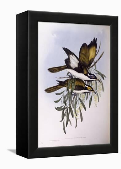 Blue-Faced Honeyeater (Entomyzon Cyanotis)-John Gould-Framed Premier Image Canvas