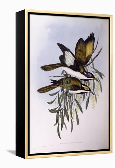 Blue-Faced Honeyeater (Entomyzon Cyanotis)-John Gould-Framed Premier Image Canvas