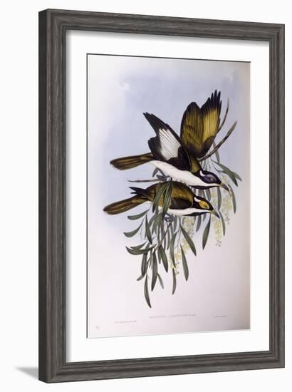 Blue-Faced Honeyeater (Entomyzon Cyanotis)-John Gould-Framed Giclee Print