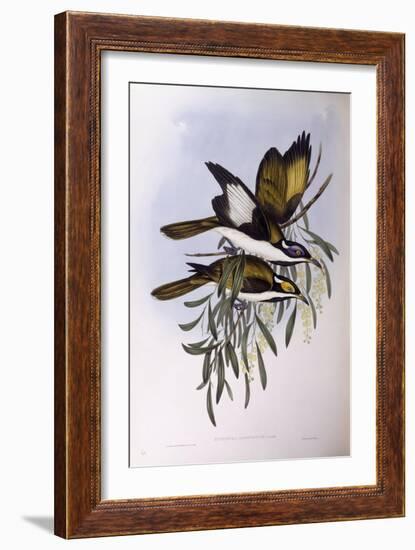 Blue-Faced Honeyeater (Entomyzon Cyanotis)-John Gould-Framed Giclee Print