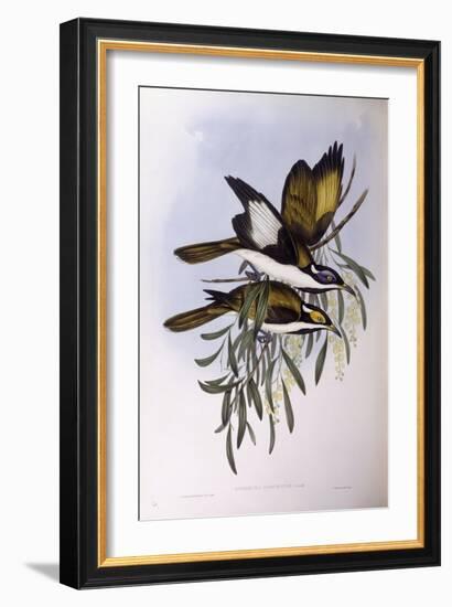 Blue-Faced Honeyeater (Entomyzon Cyanotis)-John Gould-Framed Giclee Print