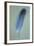 Blue Feather-Den Reader-Framed Photographic Print