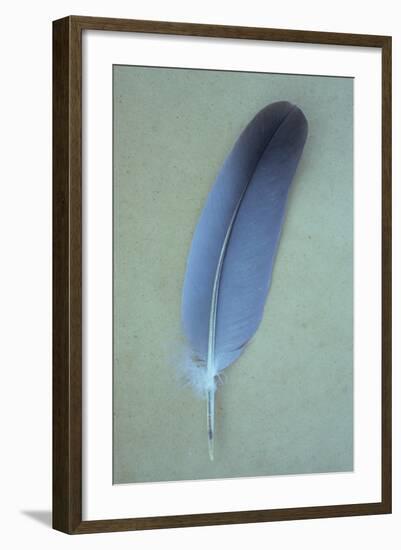 Blue Feather-Den Reader-Framed Photographic Print