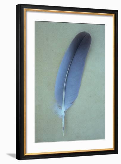 Blue Feather-Den Reader-Framed Photographic Print