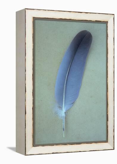 Blue Feather-Den Reader-Framed Premier Image Canvas