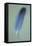 Blue Feather-Den Reader-Framed Premier Image Canvas