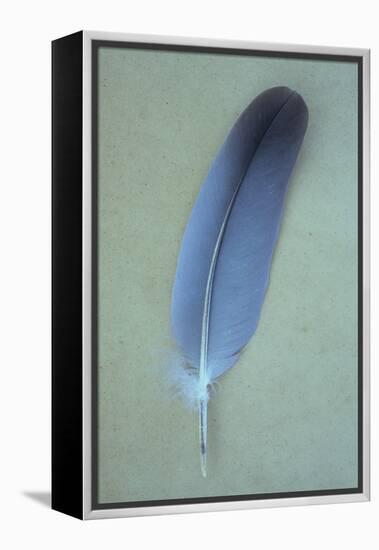 Blue Feather-Den Reader-Framed Premier Image Canvas