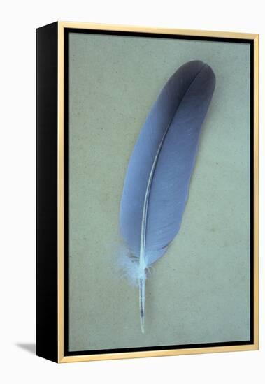 Blue Feather-Den Reader-Framed Premier Image Canvas