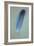 Blue Feather-Den Reader-Framed Photographic Print