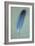 Blue Feather-Den Reader-Framed Photographic Print