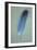 Blue Feather-Den Reader-Framed Photographic Print