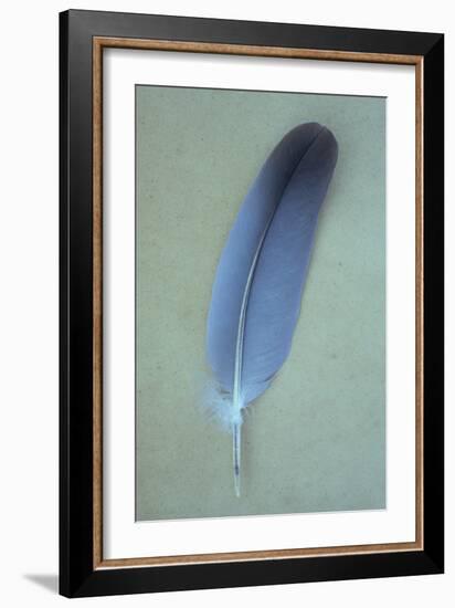 Blue Feather-Den Reader-Framed Photographic Print