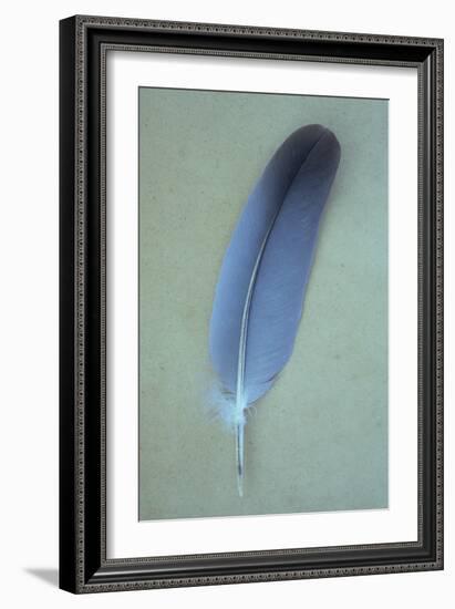 Blue Feather-Den Reader-Framed Photographic Print