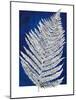 Blue Fern in White Border II-Elizabeth Medley-Mounted Art Print