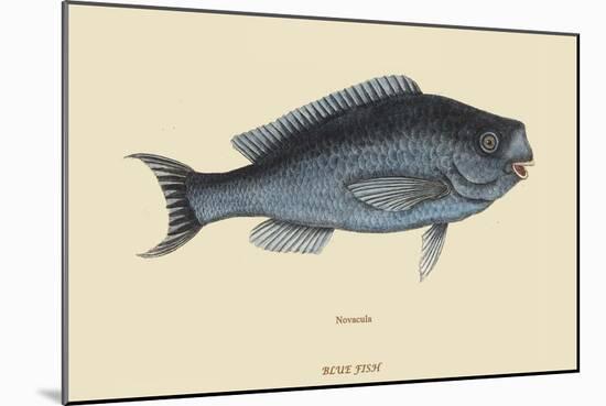 Blue Fish-Mark Catesby-Mounted Art Print