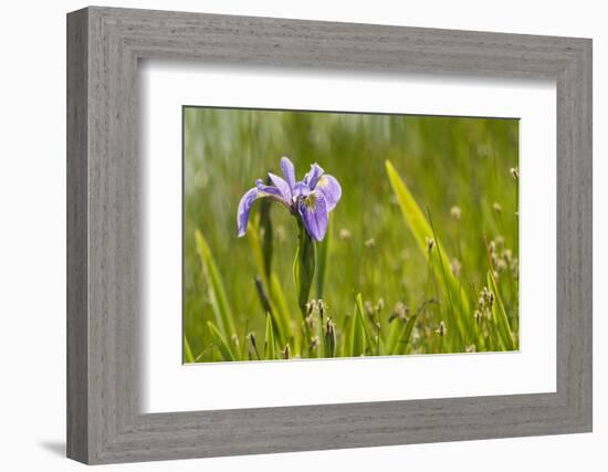Blue flag iris (Iris versicolor) in flower, New Brunswick, Canada, June-Nick Hawkins-Framed Photographic Print