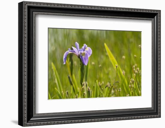 Blue flag iris (Iris versicolor) in flower, New Brunswick, Canada, June-Nick Hawkins-Framed Photographic Print