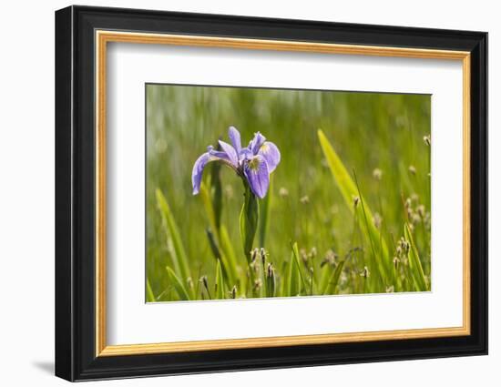 Blue flag iris (Iris versicolor) in flower, New Brunswick, Canada, June-Nick Hawkins-Framed Photographic Print