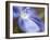 Blue Flax II-Jonathan Nourock-Framed Photographic Print