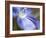 Blue Flax II-Jonathan Nourock-Framed Photographic Print