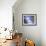 Blue Flax II-Jonathan Nourock-Framed Photographic Print displayed on a wall