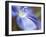 Blue Flax II-Jonathan Nourock-Framed Photographic Print