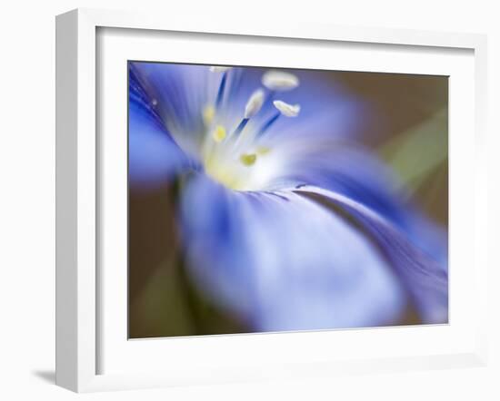 Blue Flax II-Jonathan Nourock-Framed Photographic Print