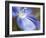 Blue Flax II-Jonathan Nourock-Framed Photographic Print