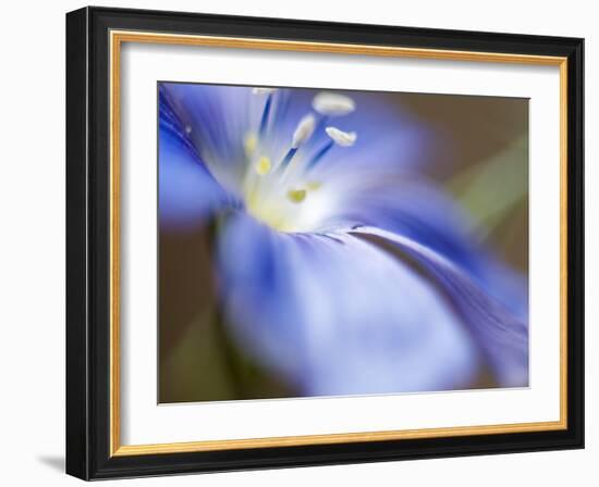 Blue Flax II-Jonathan Nourock-Framed Photographic Print