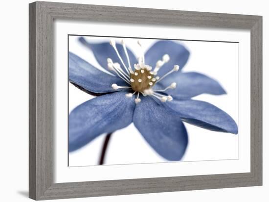 Blue Flower on White 2-Tom Quartermaine-Framed Giclee Print