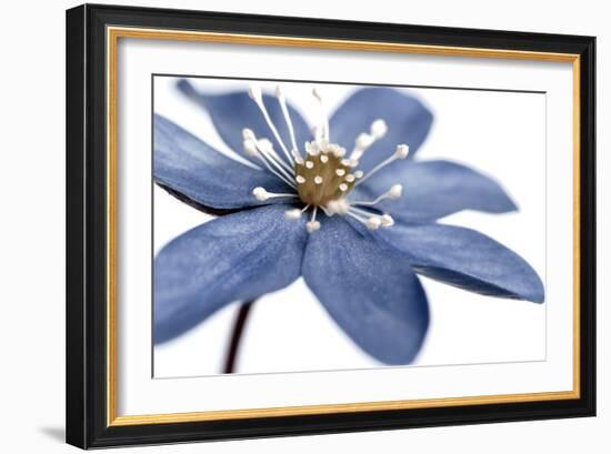 Blue Flower on White 2-Tom Quartermaine-Framed Giclee Print