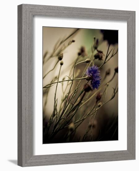 Blue Flower with Blurred Background-Clive Nolan-Framed Photographic Print