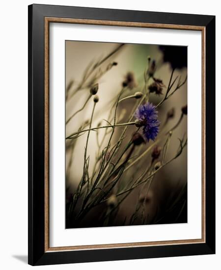 Blue Flower with Blurred Background-Clive Nolan-Framed Photographic Print