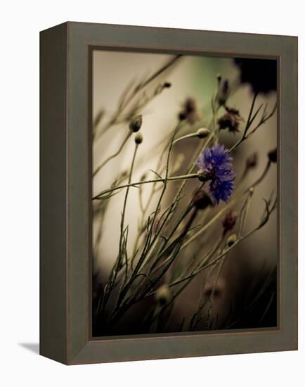 Blue Flower with Blurred Background-Clive Nolan-Framed Premier Image Canvas