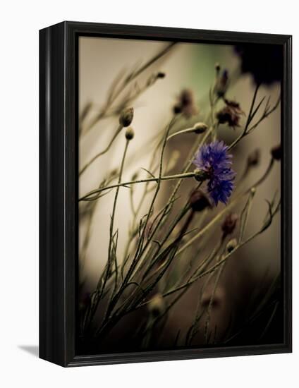 Blue Flower with Blurred Background-Clive Nolan-Framed Premier Image Canvas