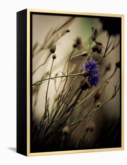 Blue Flower with Blurred Background-Clive Nolan-Framed Premier Image Canvas