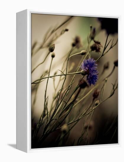 Blue Flower with Blurred Background-Clive Nolan-Framed Premier Image Canvas