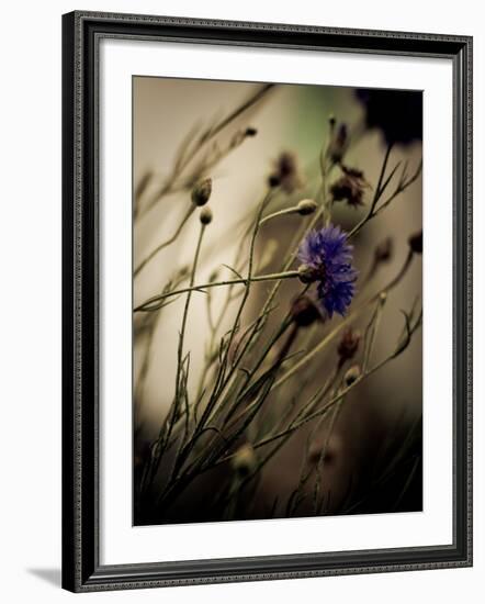 Blue Flower with Blurred Background-Clive Nolan-Framed Photographic Print