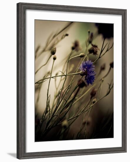 Blue Flower with Blurred Background-Clive Nolan-Framed Photographic Print