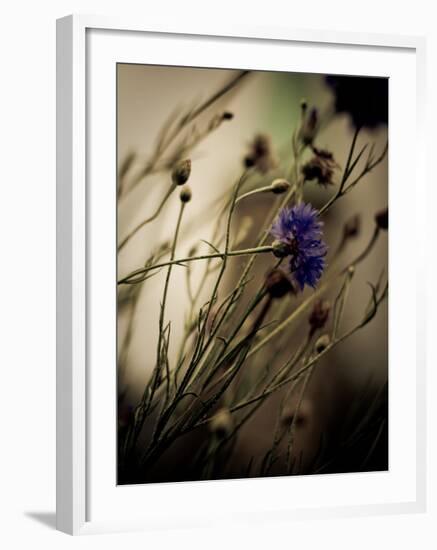 Blue Flower with Blurred Background-Clive Nolan-Framed Photographic Print