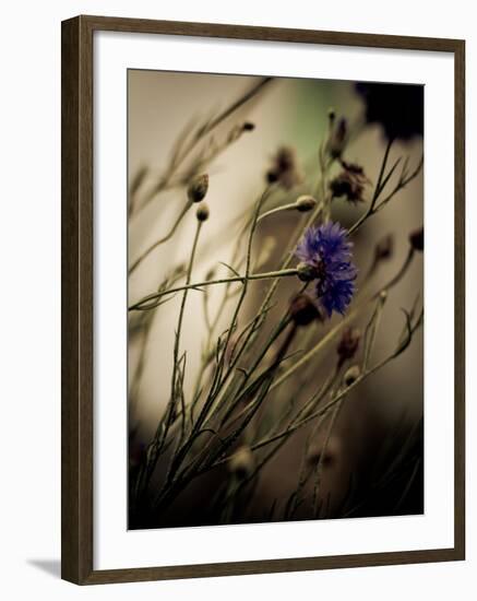 Blue Flower with Blurred Background-Clive Nolan-Framed Photographic Print