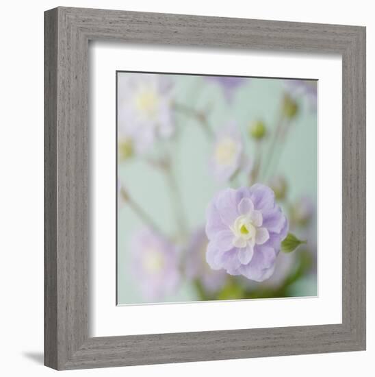 Blue Flower-Judy Stalus-Framed Art Print