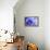 Blue Flower-PhotoINC-Framed Premier Image Canvas displayed on a wall