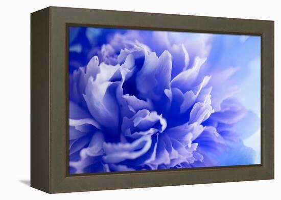 Blue Flower-PhotoINC-Framed Premier Image Canvas