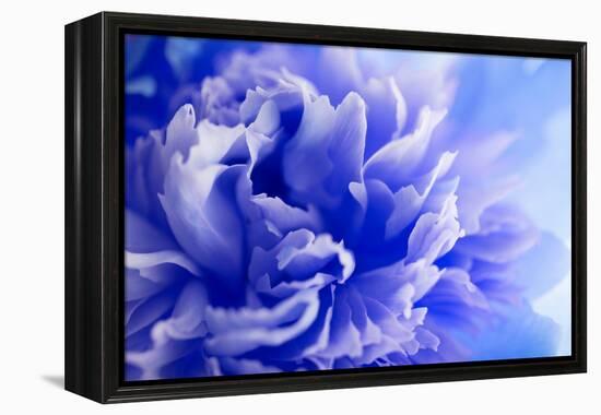 Blue Flower-PhotoINC-Framed Premier Image Canvas