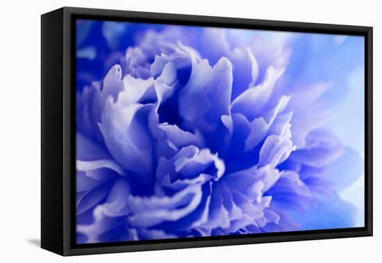 Blue Flower-PhotoINC-Framed Premier Image Canvas